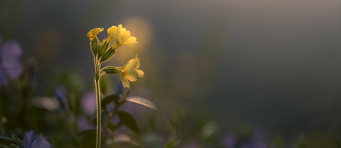 Bevictorΰ�¹���-Τ��(�й�)����-ΰ��ʼ��1946